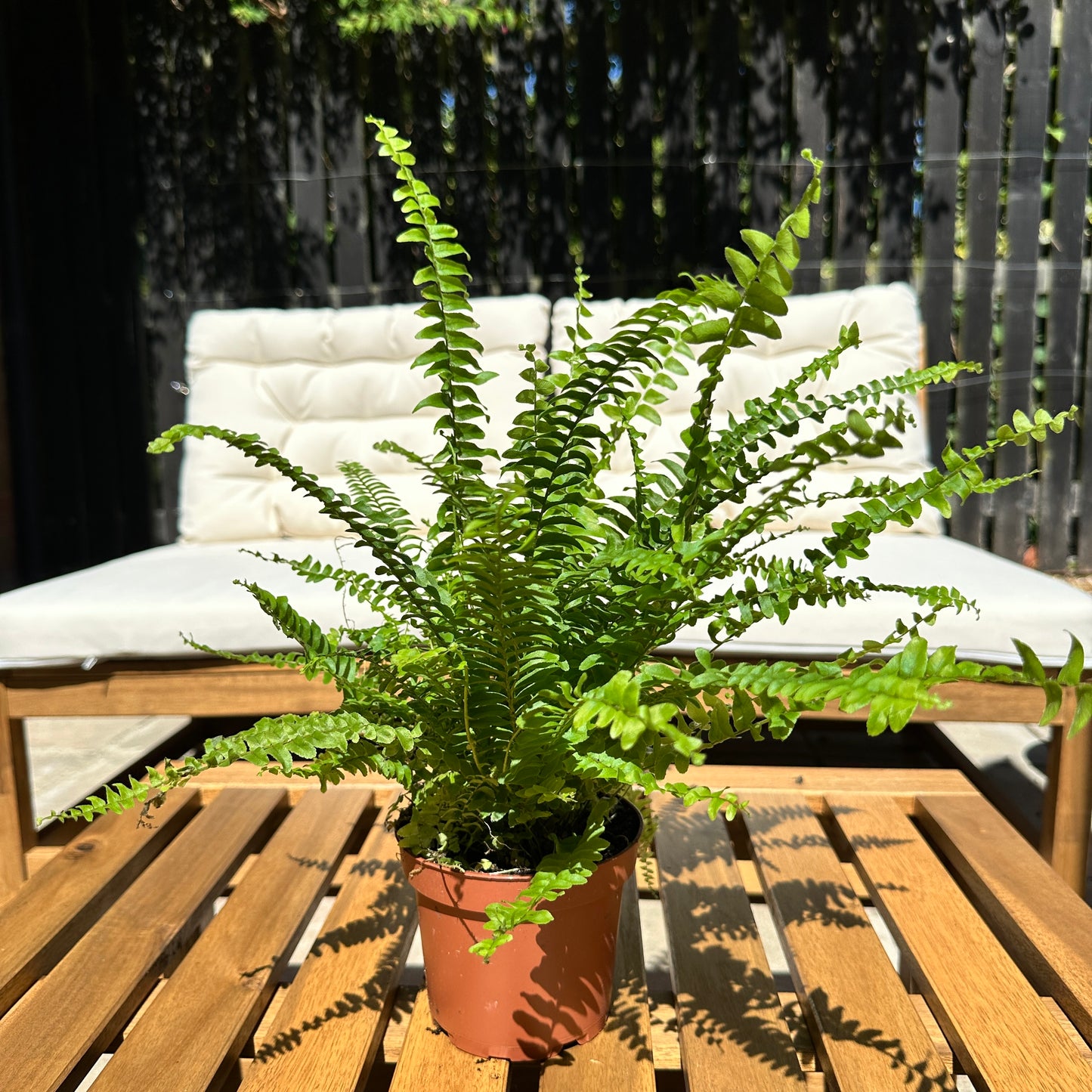 Green Lady Sword Fern