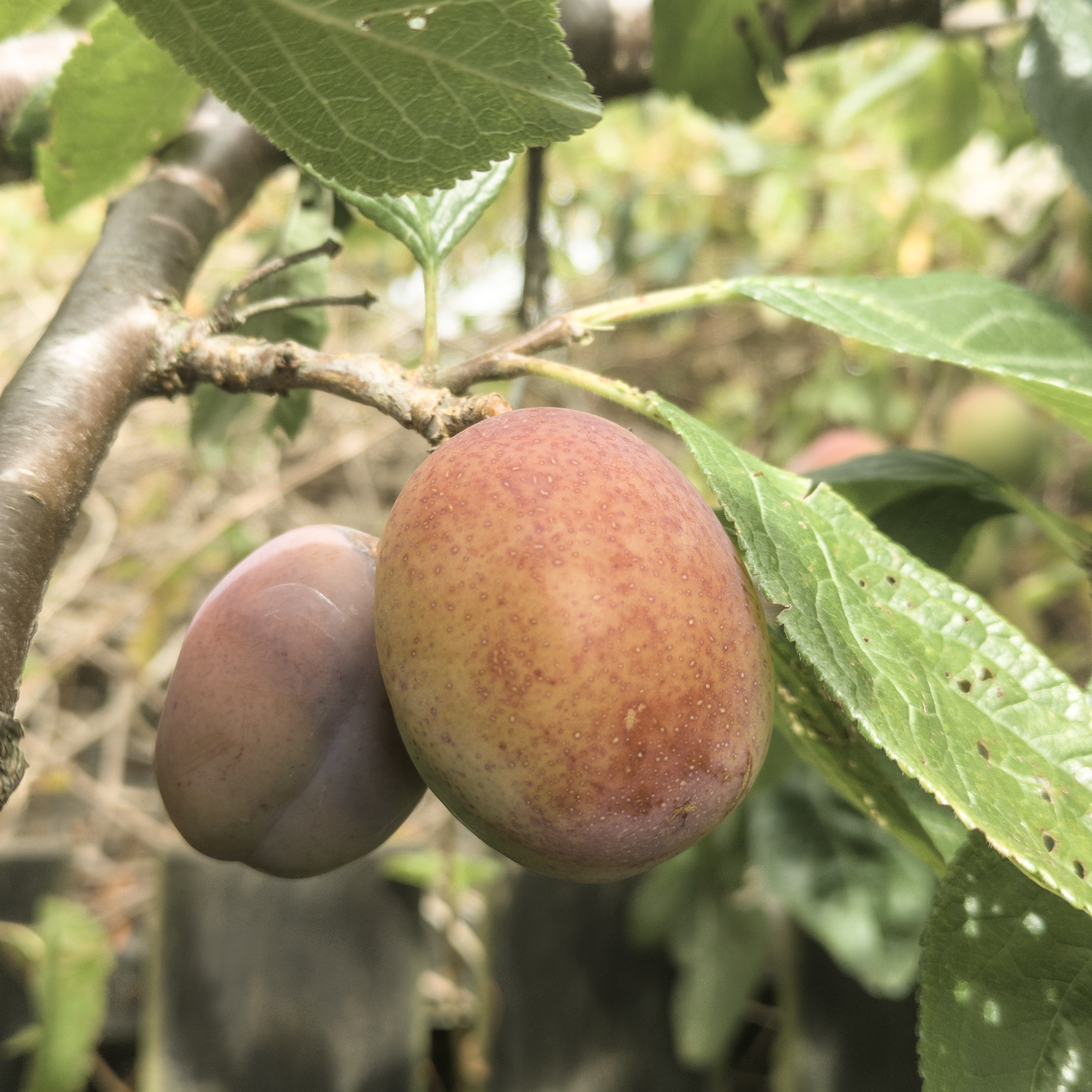 Victoria Plum Seeds x20