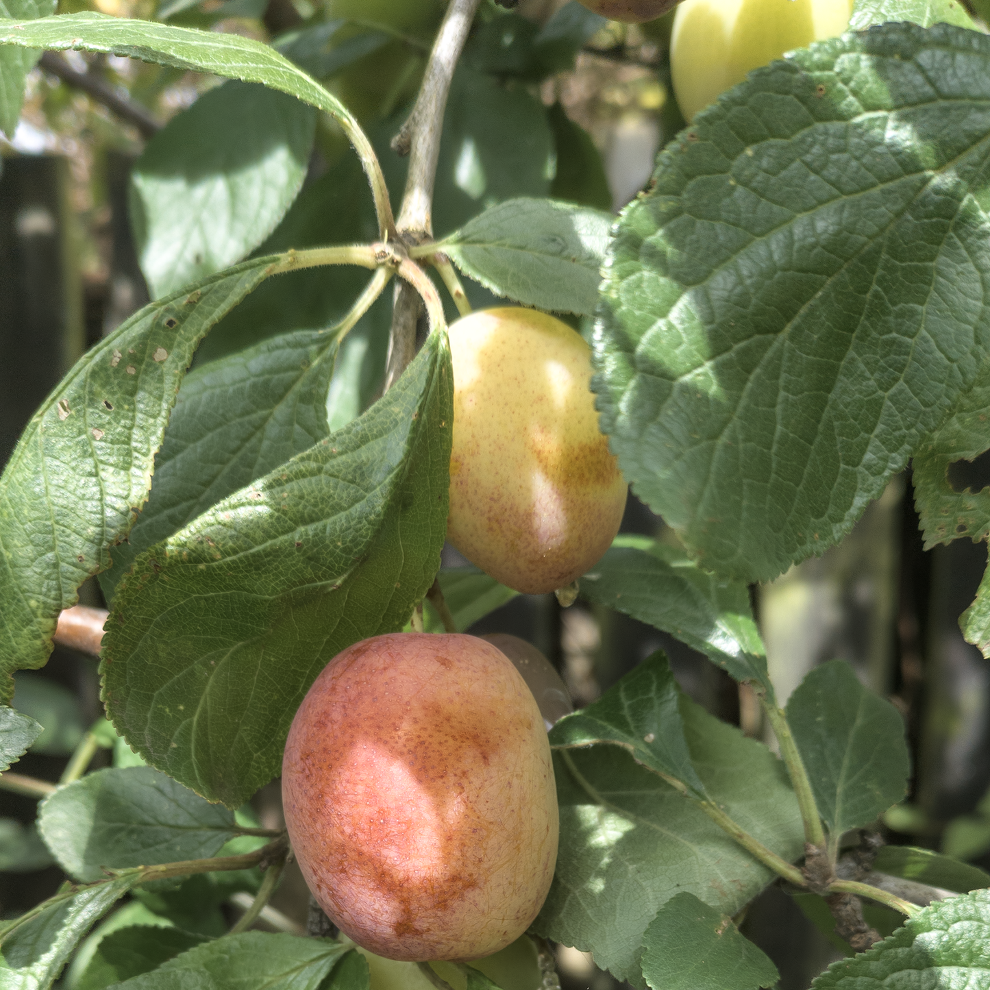 Victoria Plum Seeds x20