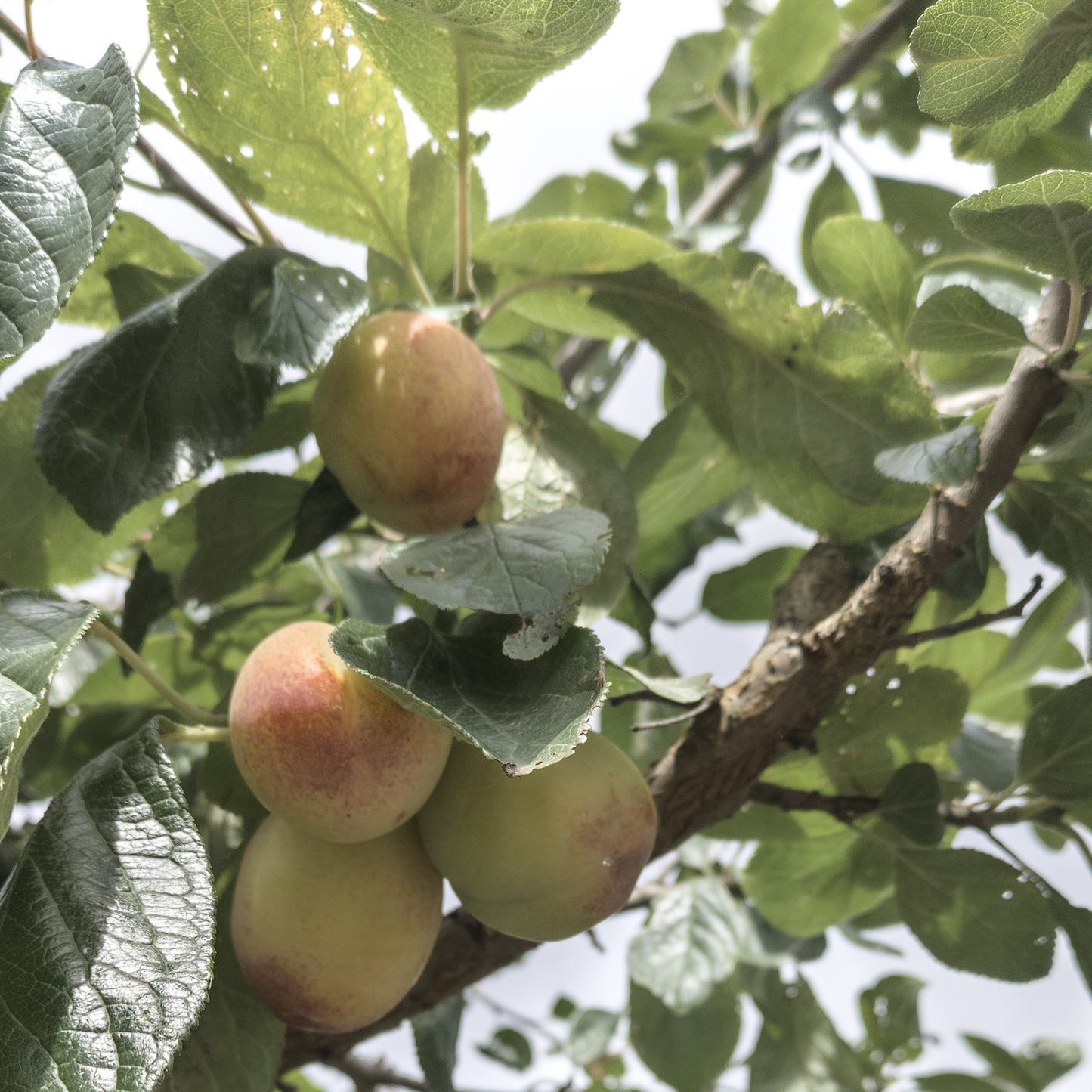 Victoria Plum Seeds x20