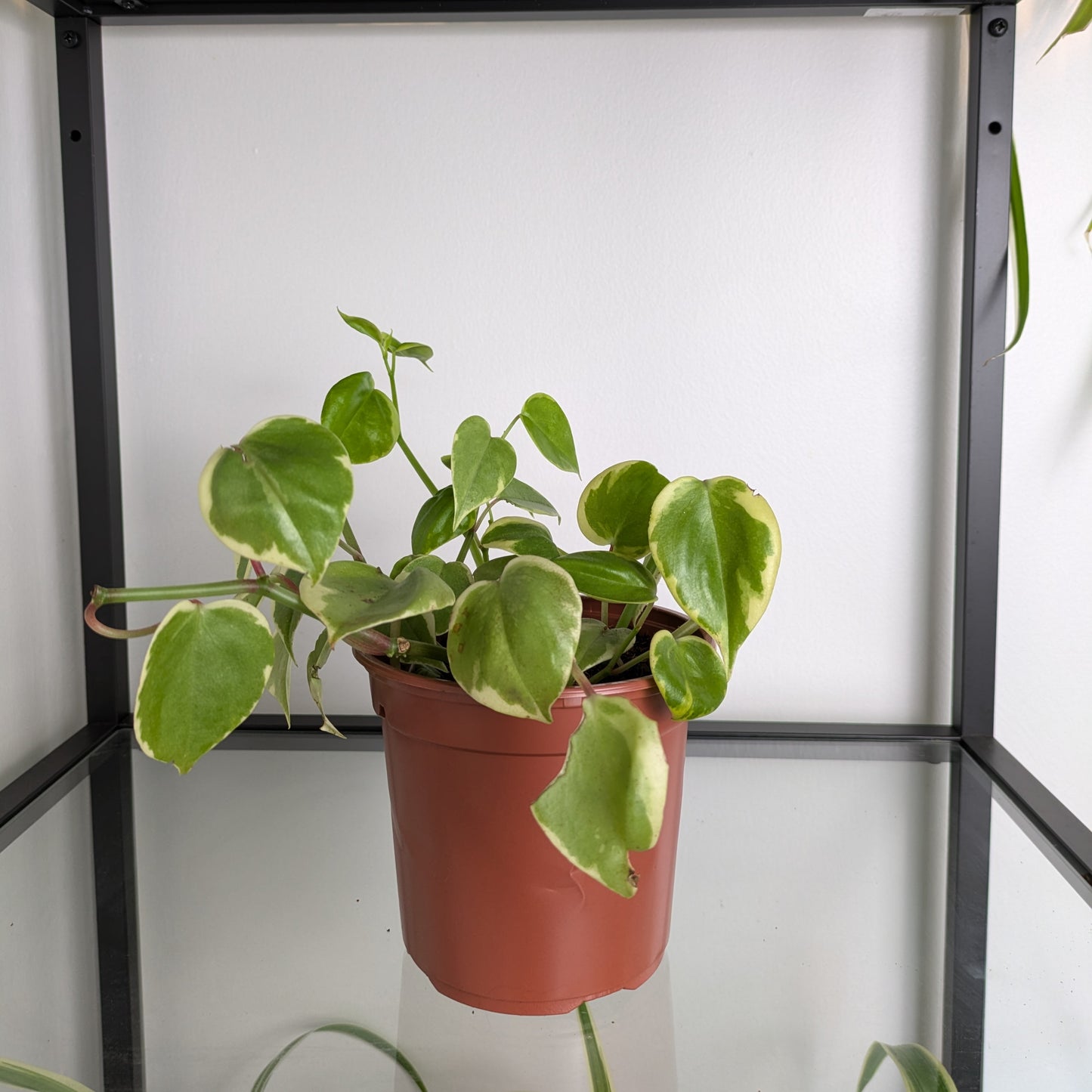 Peperomia Serpens