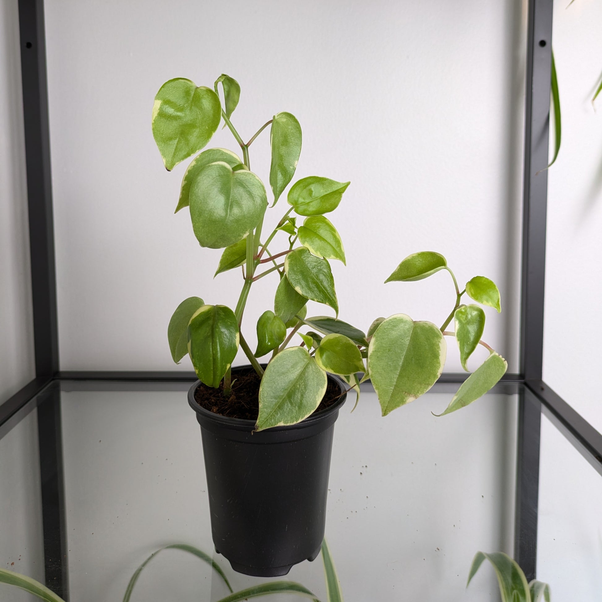 A Peperomia Serpens plant in a black pot, with bright green leaves and white tipping, placed against a white background.