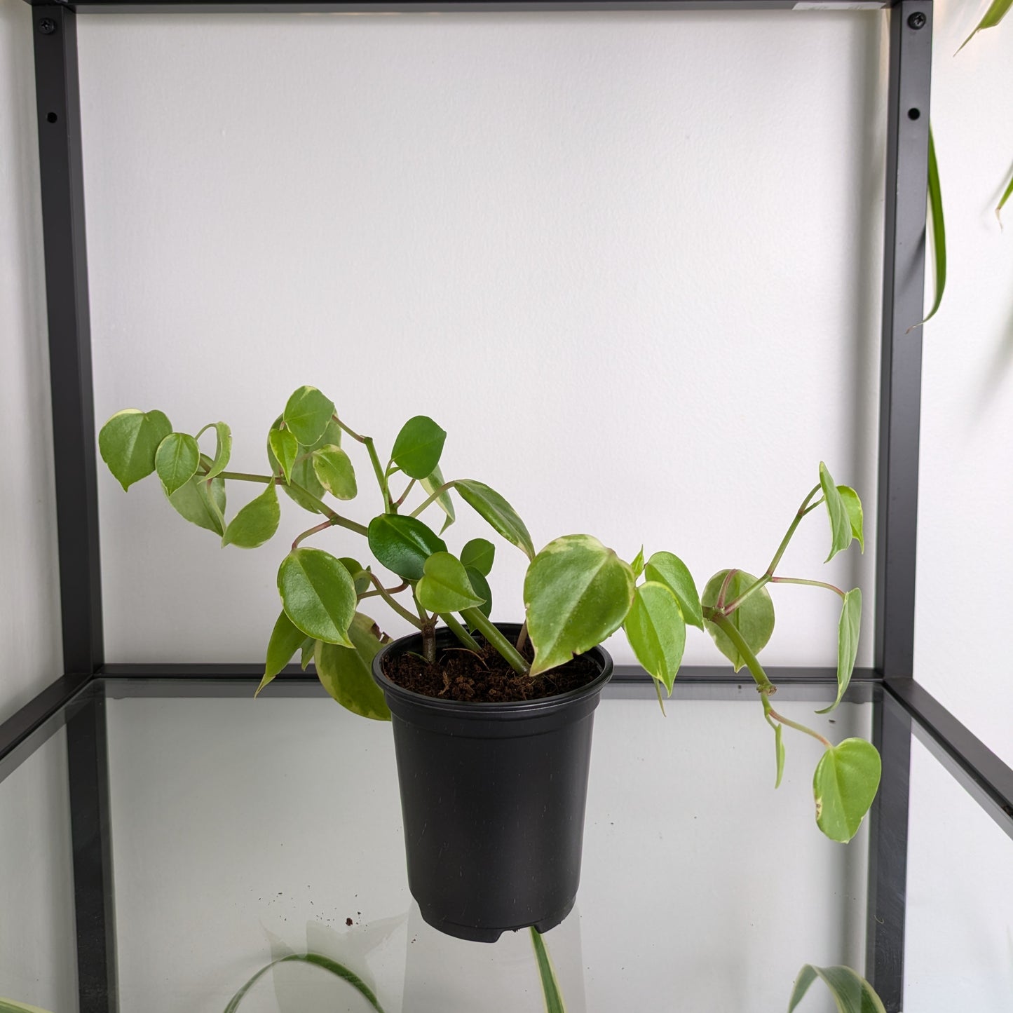 Vining Peperomia (Serpens)