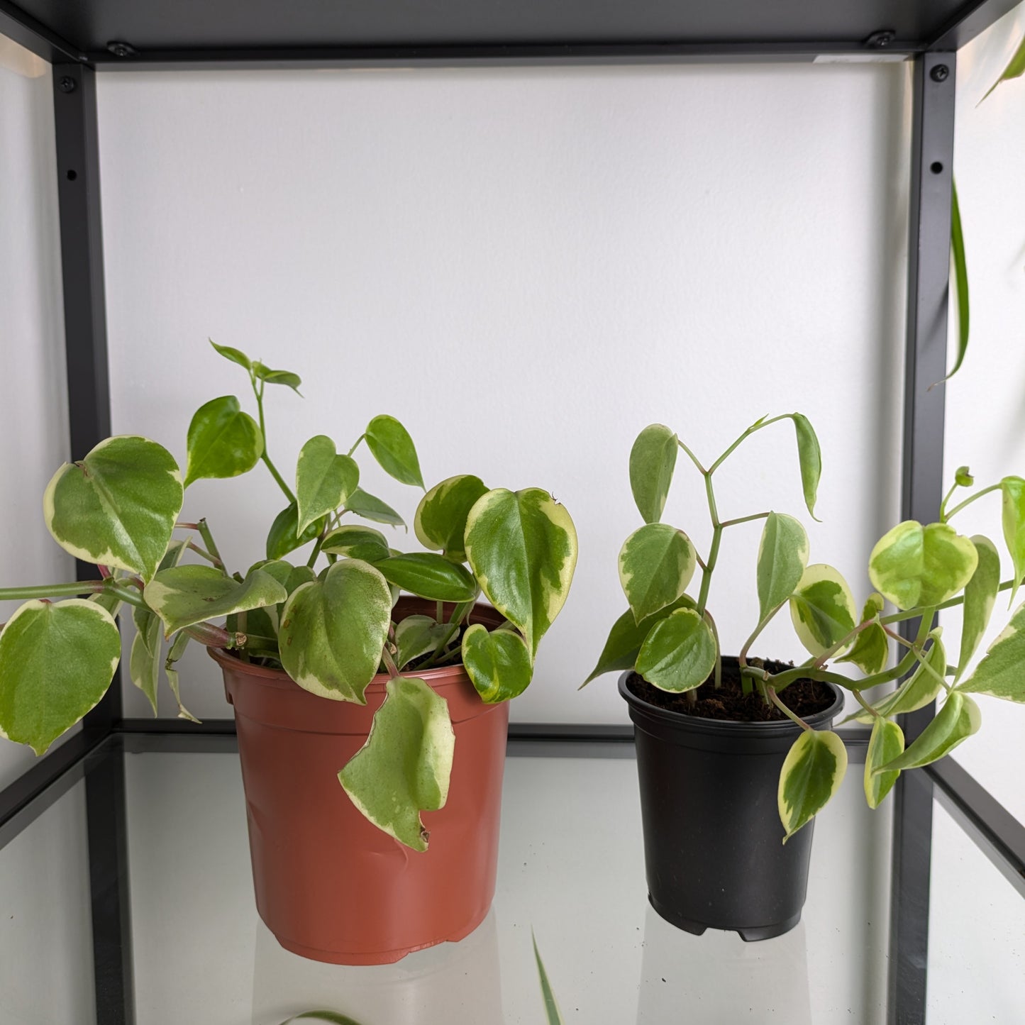 Peperomia Serpens