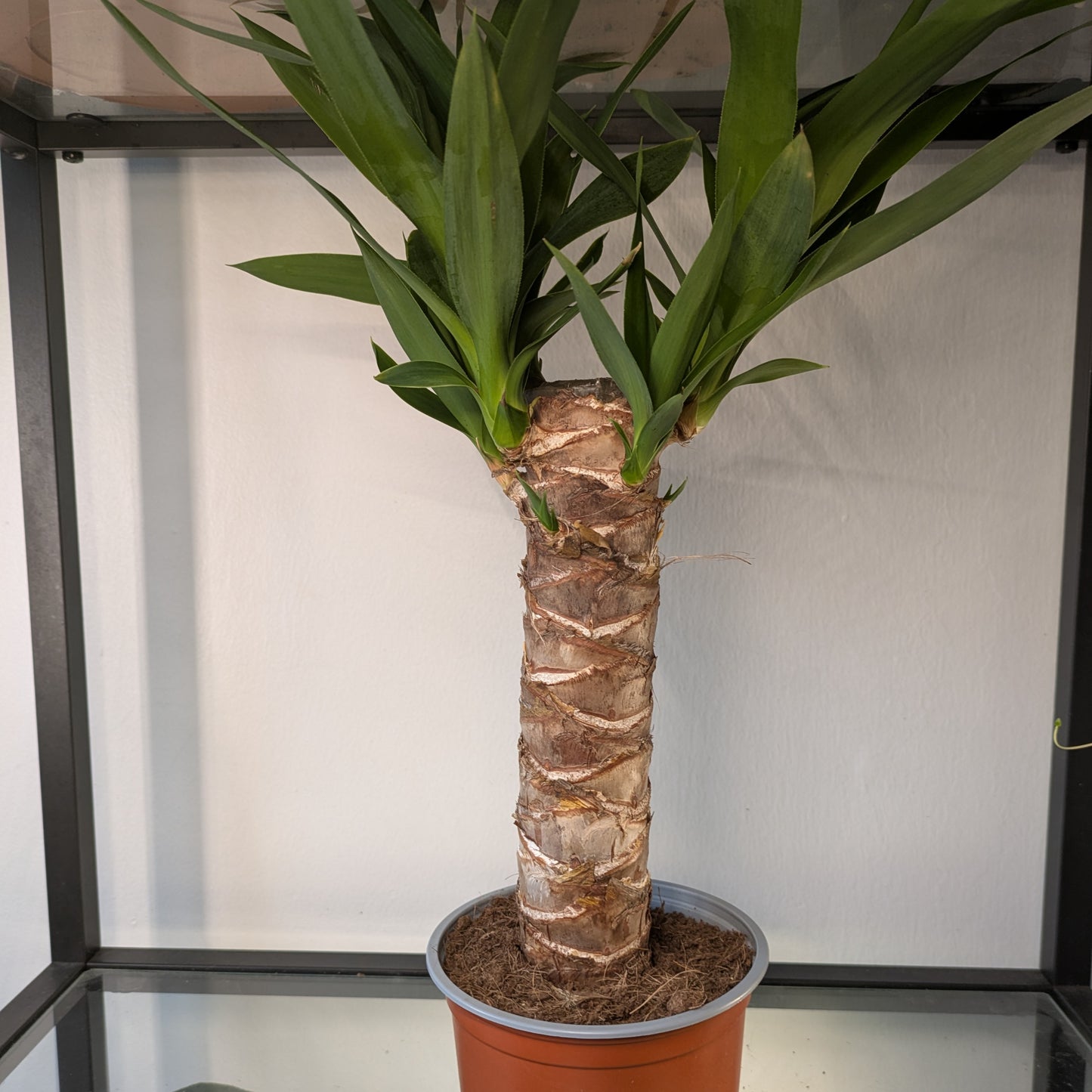 Yucca Tree